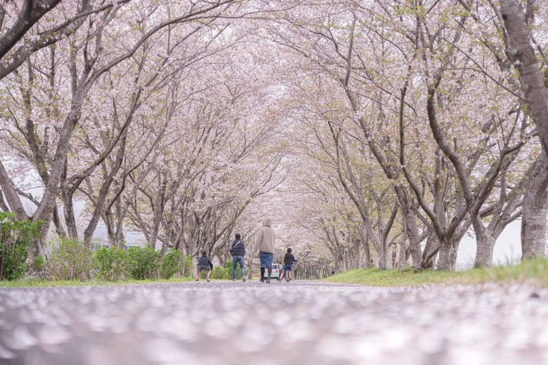 無料壁紙 桜の花びらロード。PCとデスクトップ壁紙に最適な4K高画質の無料壁紙。三重県津市の北神山花街道で撮影したフリー写真素材