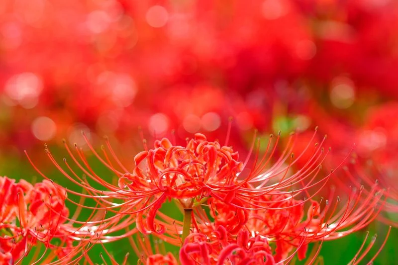 無料壁紙 まるで極楽浄土。PCとデスクトップ壁紙に最適な4K高画質の無料壁紙。三重県津市の北神山花街道で撮影したフリー写真素材