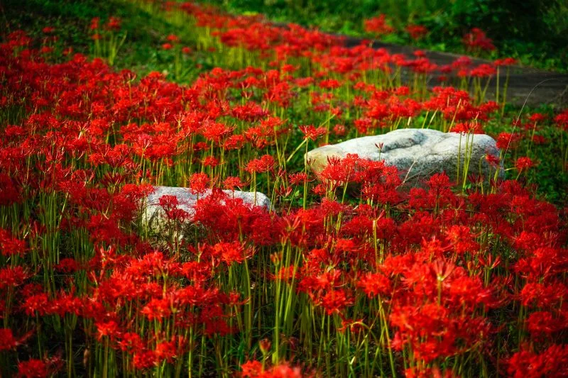 無料壁紙 ２つの石と彼岸花。PCとデスクトップ壁紙に最適な4K高画質の無料壁紙。三重県津市の北神山花街道で撮影したフリー写真素材