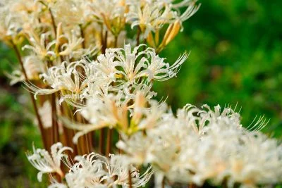 無料壁紙 白い彼岸花の舞。PCとデスクトップ壁紙に最適な4K高画質の無料壁紙。三重県津市の北神山花街道で撮影したフリー写真素材