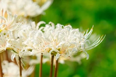 無料壁紙 白い彼岸花。PCとデスクトップ壁紙に最適な4K高画質の無料壁紙。三重県津市の北神山花街道で撮影したフリー写真素材