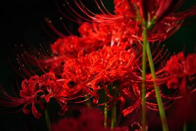 無料壁紙 露出アンダーの彼岸花。PCとデスクトップ壁紙に最適な4K高画質の無料壁紙。三重県津市の北神山花街道で撮影したフリー写真素材