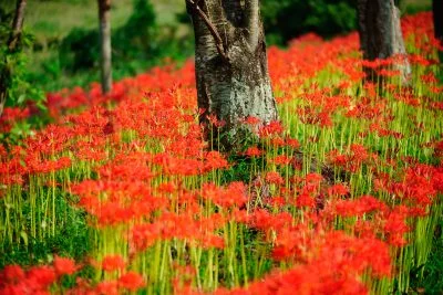 無料壁紙 木の周りに咲く彼岸花。PCとデスクトップ壁紙に最適な4K高画質の無料壁紙。三重県津市の北神山花街道で撮影したフリー写真素材