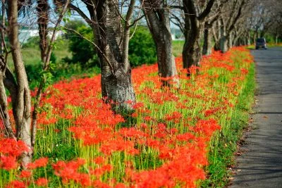 無料壁紙 道沿いに咲く彼岸花。PCとデスクトップ壁紙に最適な4K高画質の無料壁紙。三重県津市の北神山花街道で撮影したフリー写真素材