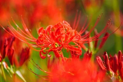 無料壁紙 前ボケ・後ボケが美しい彼岸花。PCとデスクトップ壁紙に最適な4K高画質の無料壁紙。三重県津市の北神山花街道で撮影したフリー写真素材