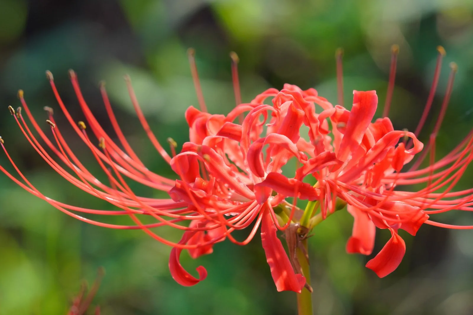 無料壁紙 一輪の彼岸花。PCとデスクトップ壁紙に最適な4K高画質の無料壁紙。三重県津市の北神山花街道で撮影したフリー写真素材