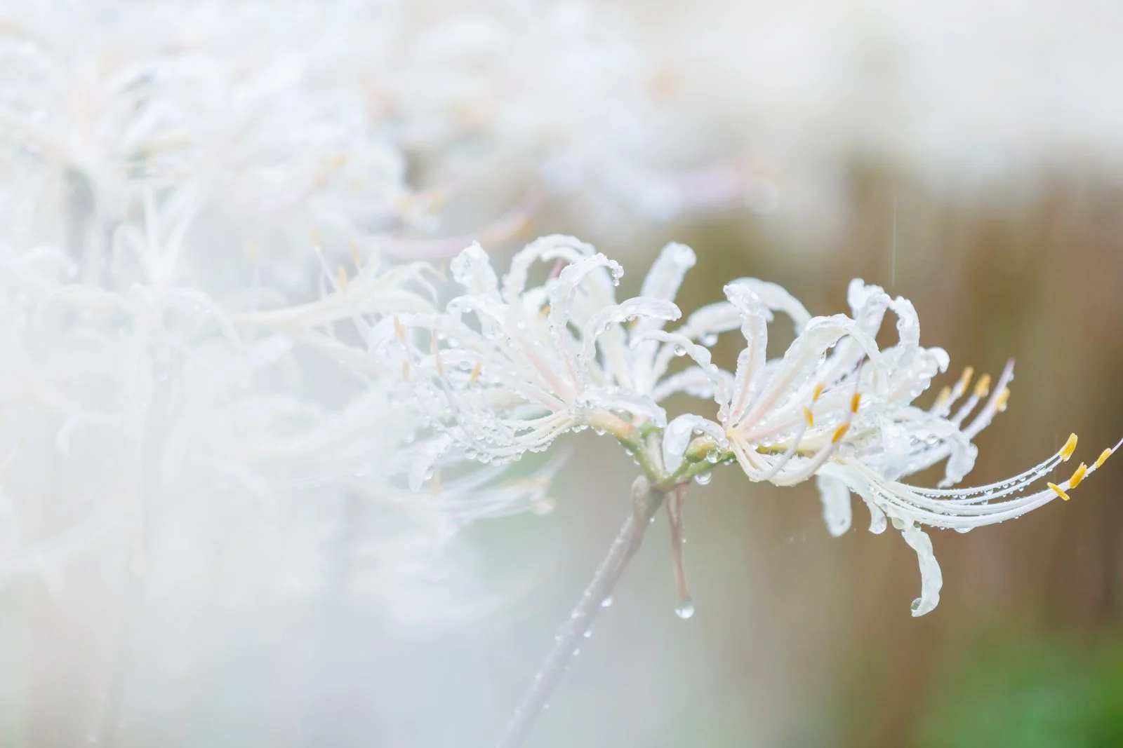 無料壁紙 雨と露の白い彼岸花。PCとデスクトップ壁紙に最適な4K高画質の無料壁紙。三重県津市の北神山花街道で撮影したフリー写真素材