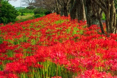 無料壁紙 圧巻の彼岸花。PCとデスクトップ壁紙に最適な4K高画質の無料壁紙。三重県津市の北神山花街道で撮影したフリー写真素材