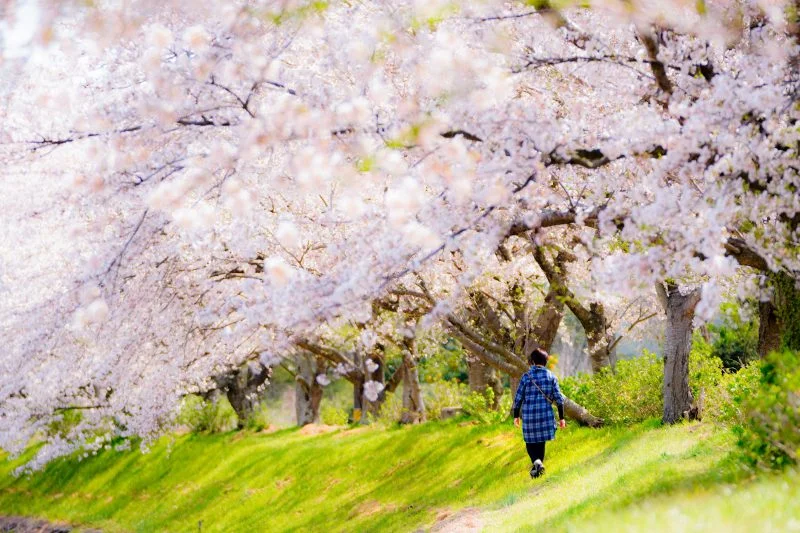 無料壁紙 桜並木を歩く。PCとデスクトップ壁紙に最適な4K高画質の無料壁紙。三重県津市の北神山花街道で撮影したフリー写真素材