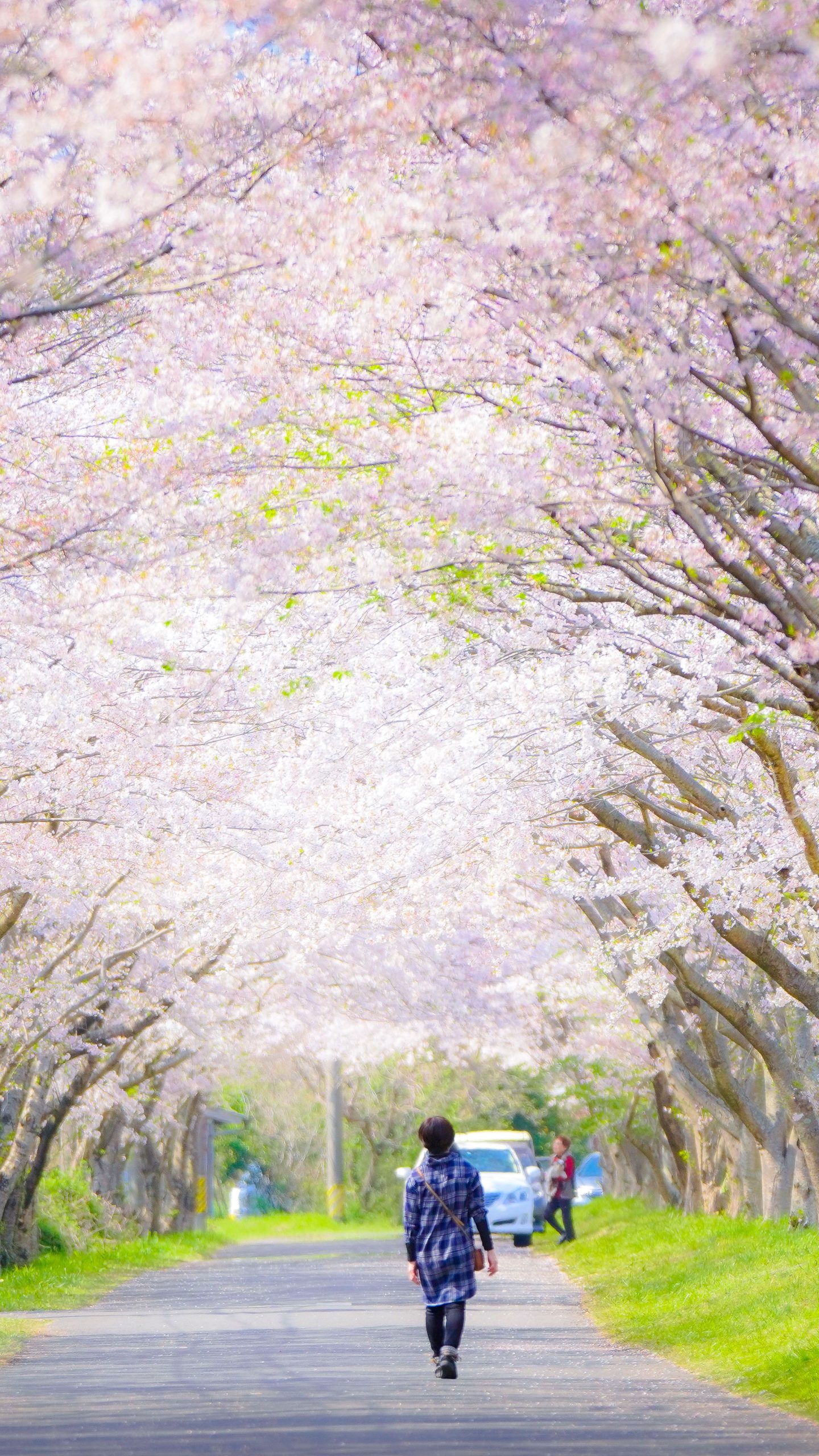 桜トンネル(三重県津市・北神山花街道)