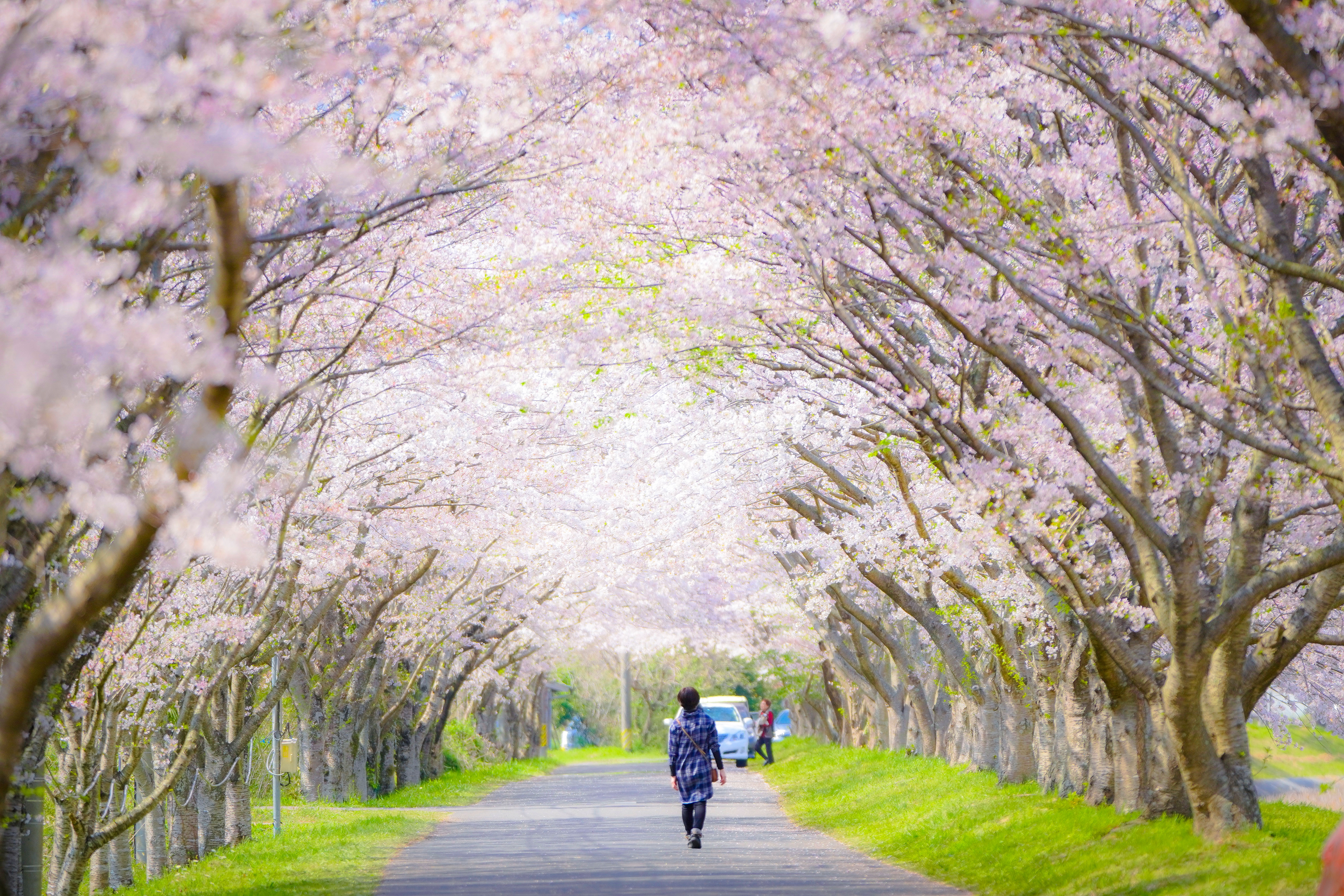 無料壁紙 桜トンネル。PCとデスクトップ壁紙に最適な4K高画質の無料壁紙。三重県津市の北神山花街道で撮影したフリー写真素材