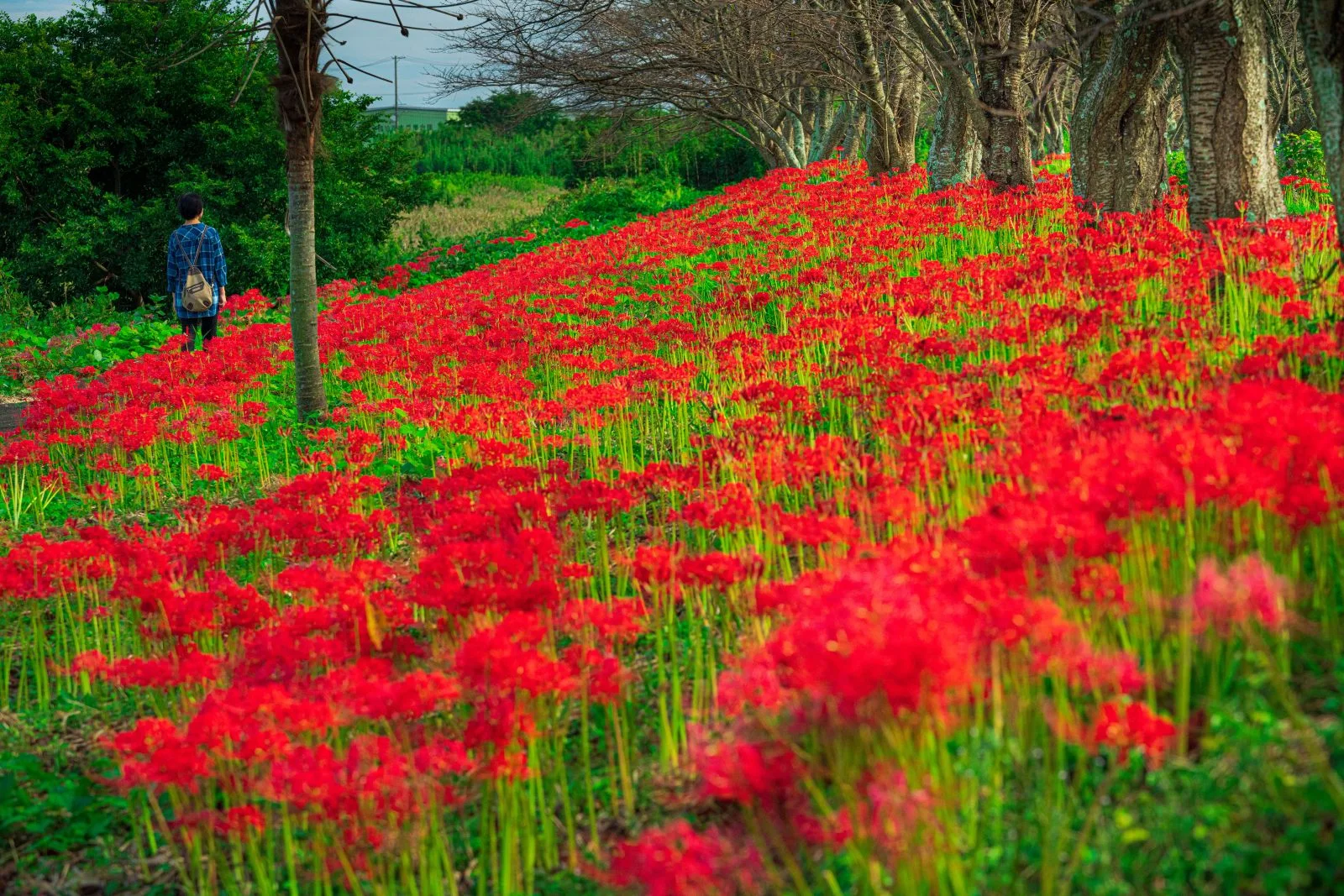 無料壁紙 彼岸花に囲まれて。PCとデスクトップ壁紙に最適な4K高画質の無料壁紙。三重県津市の北神山花街道で撮影したフリー写真素材