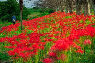 無料壁紙 彼岸花に囲まれて。PCとデスクトップ壁紙に最適な4K高画質の無料壁紙。三重県津市の北神山花街道で撮影したフリー写真素材