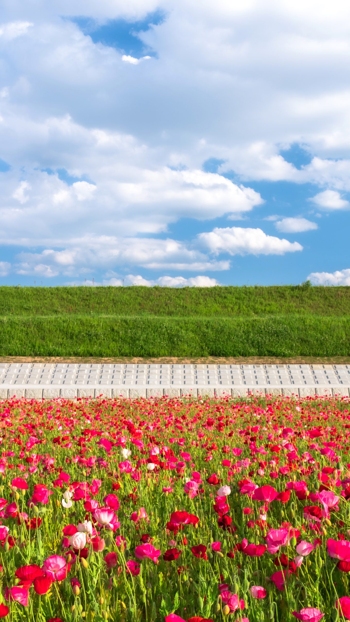 空を泳ぐ雲とポピー畑(三重県津市・津市木造町のポピー畑)