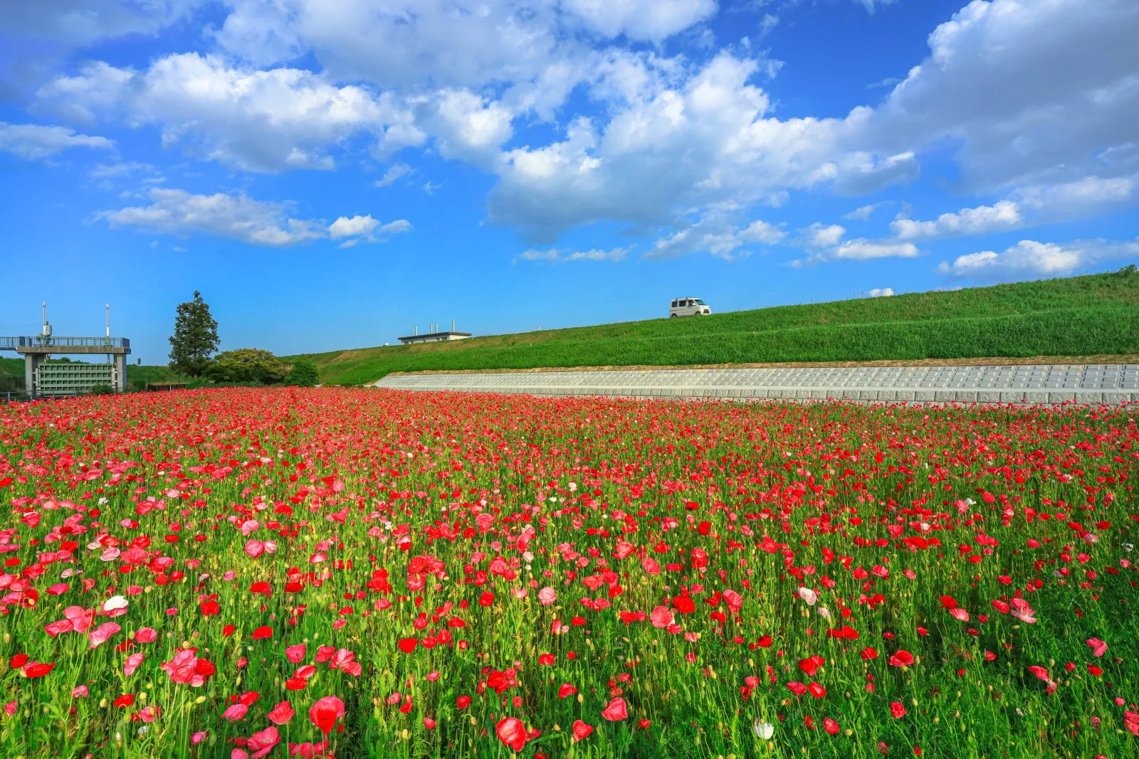 津市木造町のポピー畑