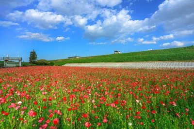 無料壁紙 河川敷のポピー畑。PCとデスクトップ壁紙に最適な4K高画質の無料壁紙。三重県津市の津市木造町のポピー畑で撮影したフリー写真素材