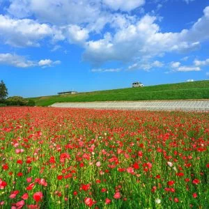 津市木造町のポピー畑のフリー写真素材