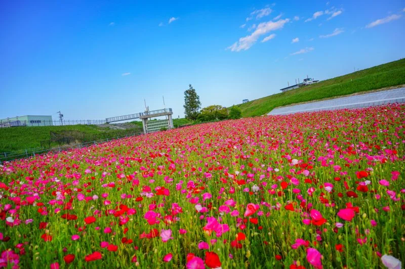 無料壁紙 河川敷に舞うポピー畑。PCとデスクトップ壁紙に最適な4K高画質の無料壁紙。三重県津市の津市木造町のポピー畑で撮影したフリー写真素材