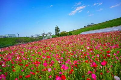 無料壁紙 河川敷に舞うポピー畑。PCとデスクトップ壁紙に最適な4K高画質の無料壁紙。三重県津市の津市木造町のポピー畑で撮影したフリー写真素材