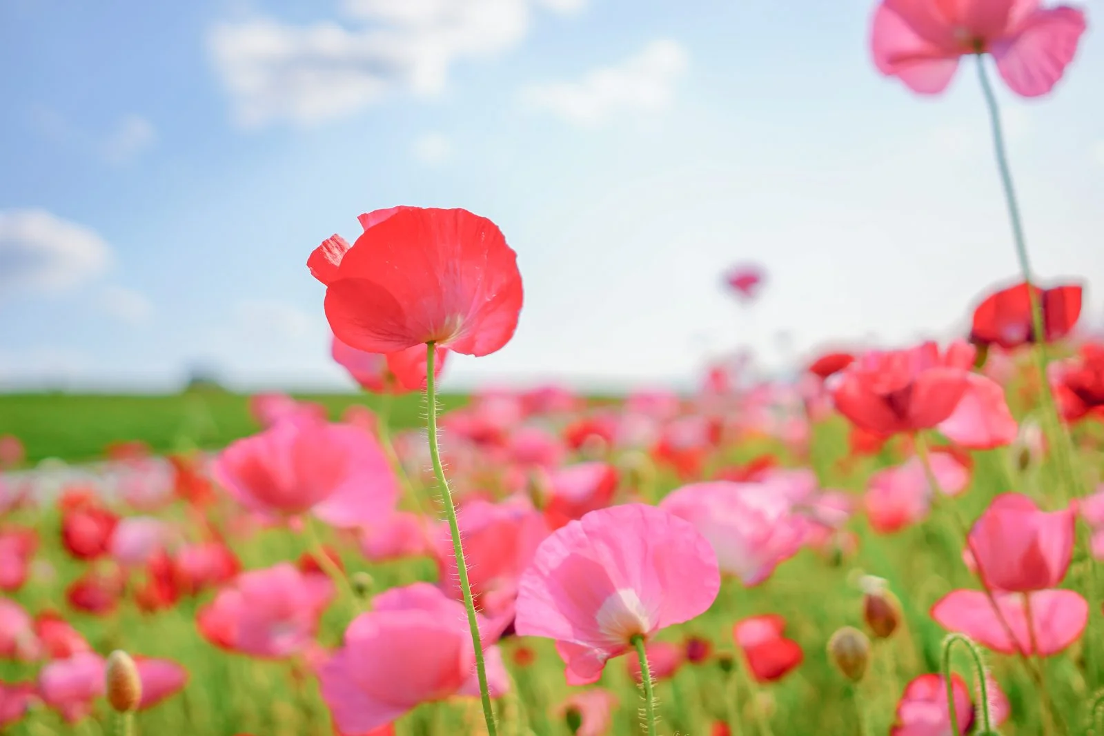 無料壁紙 初夏の風に吹かれて。PCとデスクトップ壁紙に最適な4K高画質の無料壁紙。三重県津市の津市木造町のポピー畑で撮影したフリー写真素材