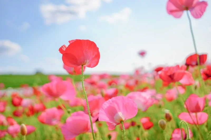 無料壁紙 初夏の風に吹かれて。PCとデスクトップ壁紙に最適な4K高画質の無料壁紙。三重県津市の津市木造町のポピー畑で撮影したフリー写真素材