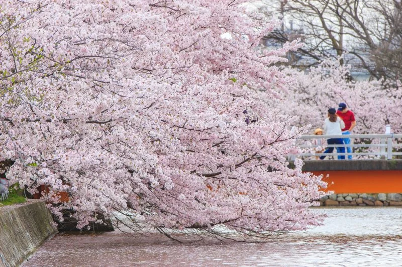 無料壁紙 水面ギリギリに咲く桜。PCとデスクトップ壁紙に最適な4K高画質の無料壁紙。三重県桑名市の九華公園で撮影したフリー写真素材