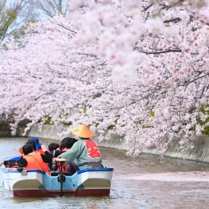 無料壁紙 船でお花見。PCとデスクトップ壁紙に最適な4K高画質の無料壁紙。三重県桑名市の九華公園で撮影したフリー写真素材