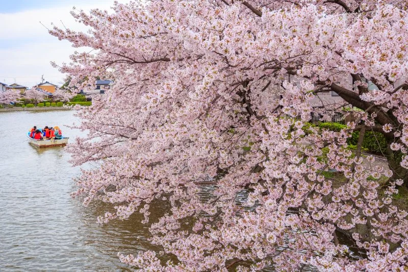 無料壁紙 お堀に咲く桜。PCとデスクトップ壁紙に最適な4K高画質の無料壁紙。三重県桑名市の九華公園で撮影したフリー写真素材