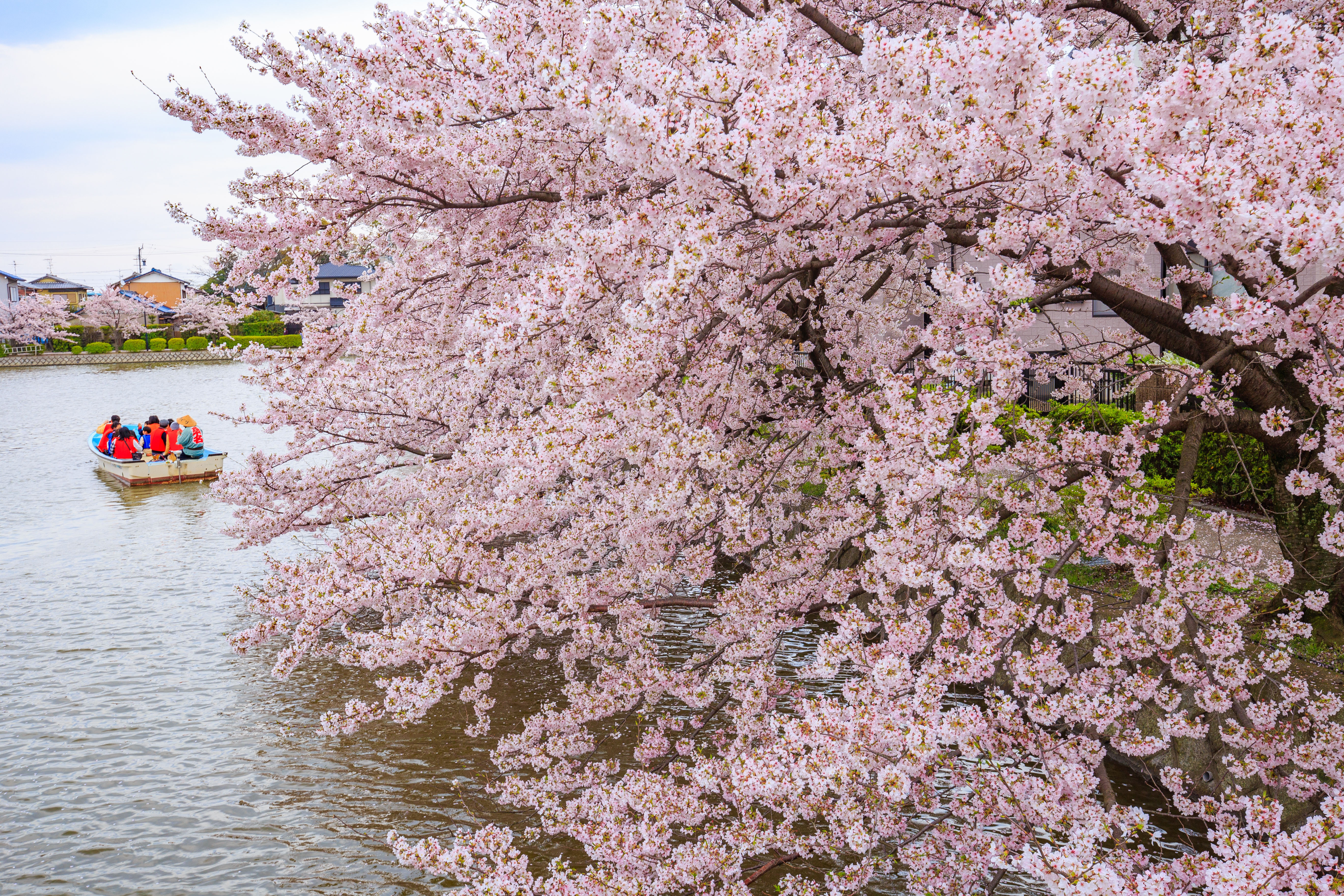 無料壁紙 お堀に咲く桜。PCとデスクトップ壁紙に最適な4K高画質の無料壁紙。三重県桑名市の九華公園で撮影したフリー写真素材