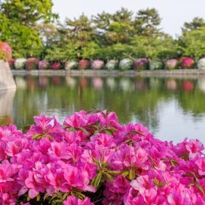 無料壁紙 石垣に並ぶ紅白のツツジ。PCとデスクトップ壁紙に最適な4K高画質の無料壁紙。三重県桑名市の九華公園で撮影したフリー写真素材