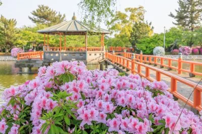 無料壁紙 赤い橋とピンクのツツジ。PCとデスクトップ壁紙に最適な4K高画質の無料壁紙。三重県桑名市の九華公園で撮影したフリー写真素材