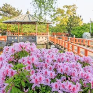 無料壁紙 赤い橋とピンクのツツジ。PCとデスクトップ壁紙に最適な4K高画質の無料壁紙。三重県桑名市の九華公園で撮影したフリー写真素材