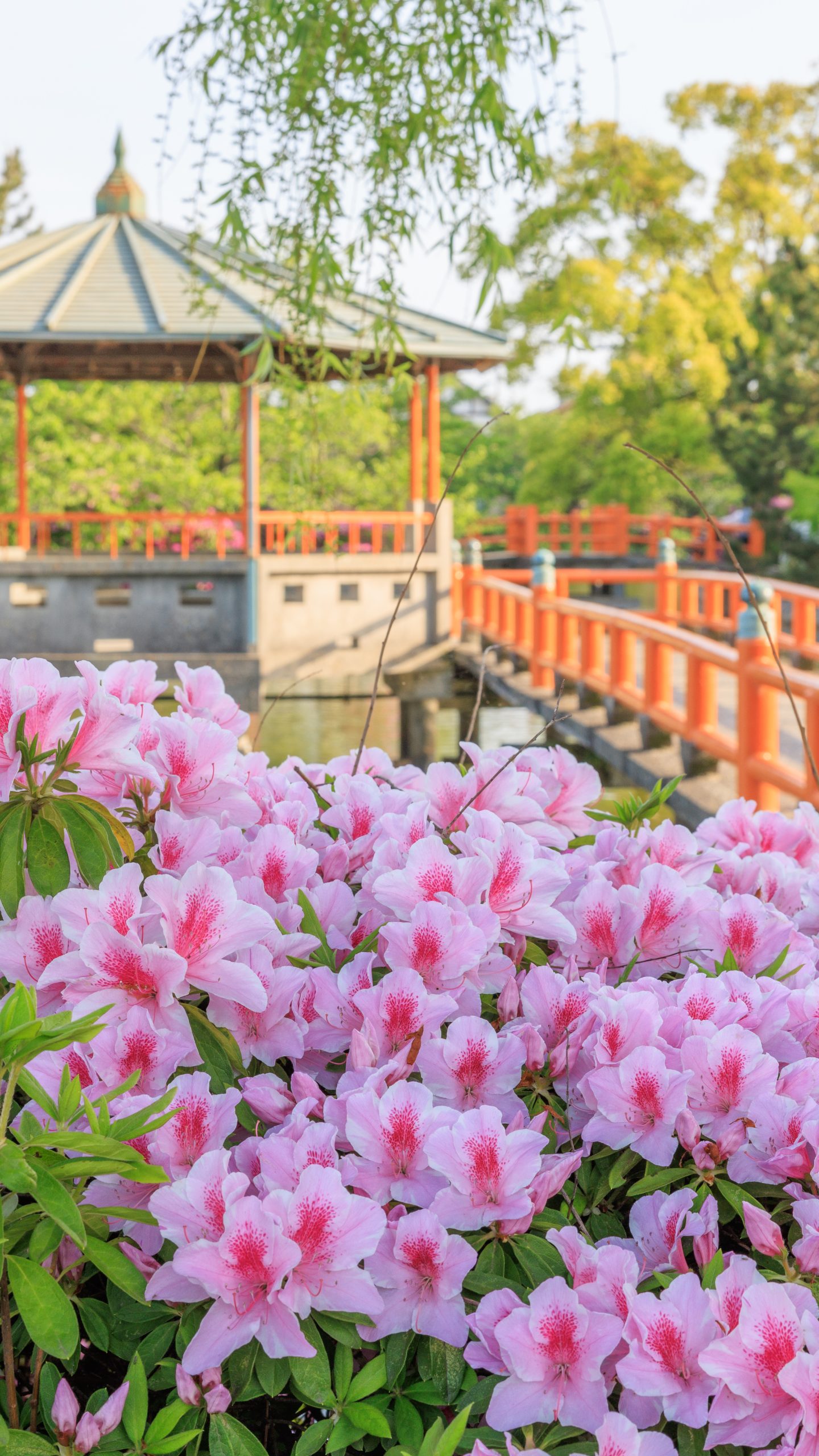 赤い橋とピンクのツツジ(三重県桑名市・九華公園)