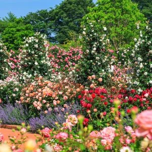 松阪農業公園ベルファームのフリー素材・壁紙