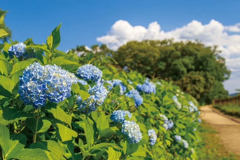 無料壁紙 池の小道に咲く紫陽花ロード。PCとデスクトップ壁紙に最適な4K高画質の無料壁紙。三重県松阪市の松阪農業公園ベルファームで撮影したフリー写真素材