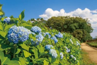 無料壁紙 池の小道に咲く紫陽花ロード。PCとデスクトップ壁紙に最適な4K高画質の無料壁紙。三重県松阪市の松阪農業公園ベルファームで撮影したフリー写真素材