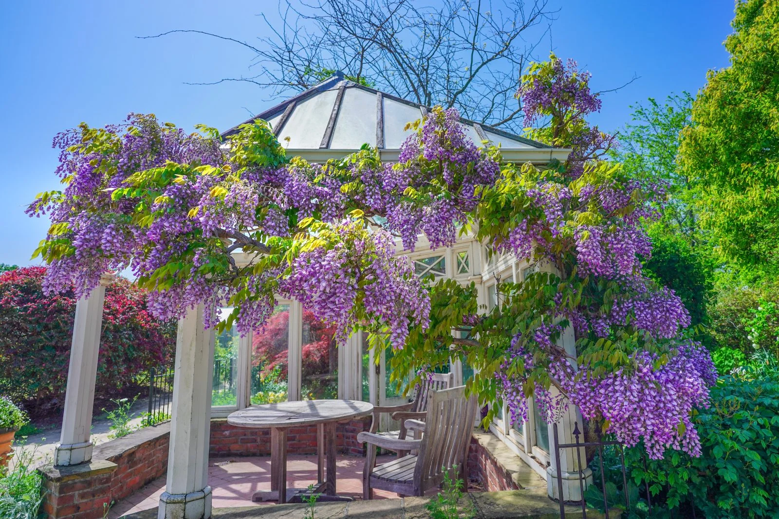 無料壁紙 イングリッシュガーデンの藤棚。PCとデスクトップ壁紙に最適な4K高画質の無料壁紙。三重県松阪市の松阪農業公園ベルファームで撮影したフリー写真素材