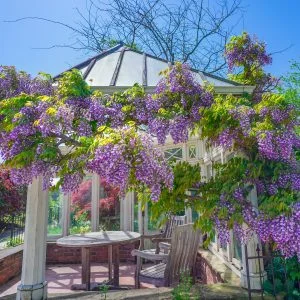 無料壁紙 イングリッシュガーデンの藤棚。PCとデスクトップ壁紙に最適な4K高画質の無料壁紙。三重県松阪市の松阪農業公園ベルファームで撮影したフリー写真素材