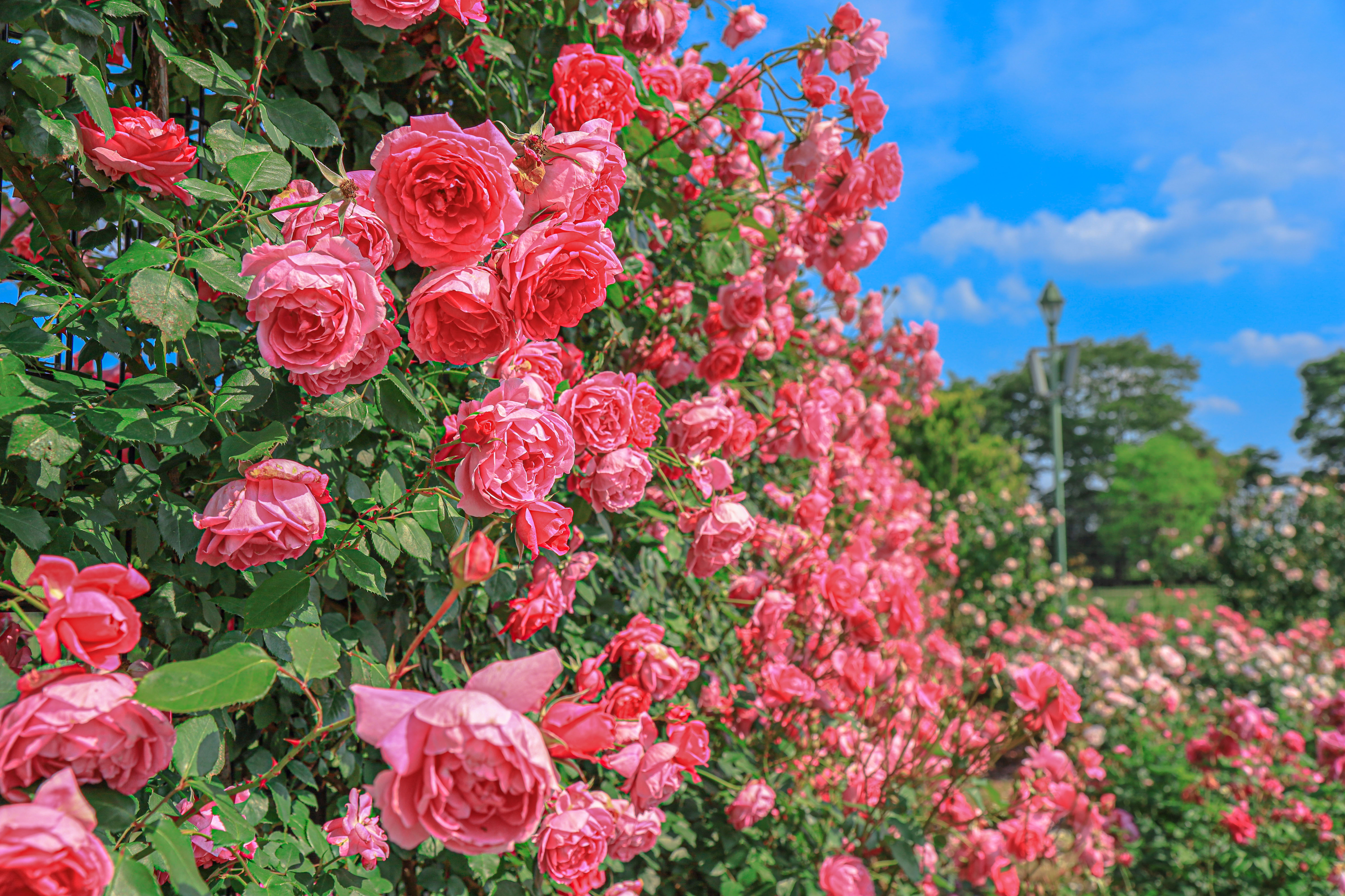 松阪農業公園ベルファームのフリー写真素材「イングリッシュガーデンに