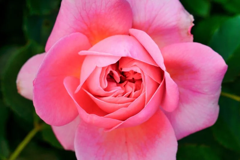 無料壁紙 美しい薔薇の花びら。PCとデスクトップ壁紙に最適な4K高画質の無料壁紙。三重県松阪市の松阪農業公園ベルファームで撮影したフリー写真素材