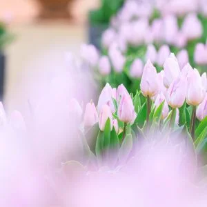 無料壁紙 冬咲きのチューリップ。PCとデスクトップ壁紙に最適な4K高画質の無料壁紙。三重県松阪市の松阪農業公園ベルファームで撮影したフリー写真素材