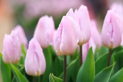 無料壁紙 雨粒がつくチューリップ。PCとデスクトップ壁紙に最適な4K高画質の無料壁紙。三重県松阪市の松阪農業公園ベルファームで撮影したフリー写真素材