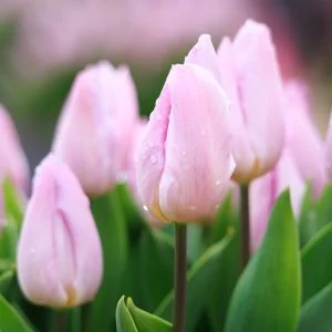 無料壁紙 雨粒がつくチューリップ。PCとデスクトップ壁紙に最適な4K高画質の無料壁紙。三重県松阪市の松阪農業公園ベルファームで撮影したフリー写真素材