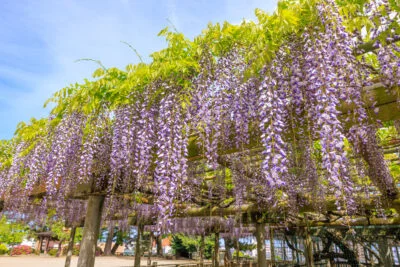 無料壁紙 青空と2mに垂れ下がる藤。PCとデスクトップ壁紙に最適な4K高画質の無料壁紙。三重県松阪市の松坂城跡で撮影したフリー写真素材