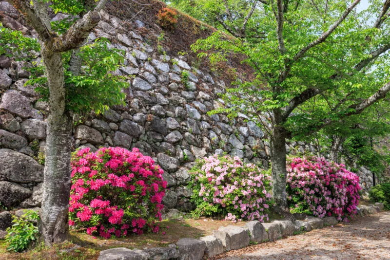 無料壁紙 石垣と赤・薄ピンク色のツツジ。PCとデスクトップ壁紙に最適な4K高画質の無料壁紙。三重県松阪市の松坂城跡で撮影したフリー写真素材