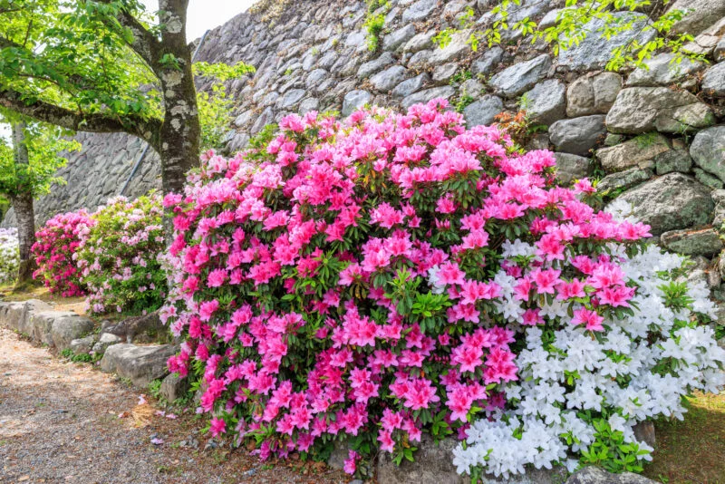 無料壁紙 石垣の近くに咲く紅白のツツジ。PCとデスクトップ壁紙に最適な4K高画質の無料壁紙。三重県松阪市の松坂城跡で撮影したフリー写真素材