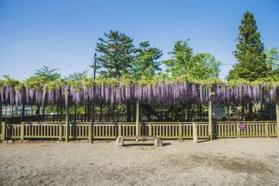 無料壁紙 樹齢300年の長藤。PCとデスクトップ壁紙に最適な4K高画質の無料壁紙。三重県松阪市の松坂城跡で撮影したフリー写真素材