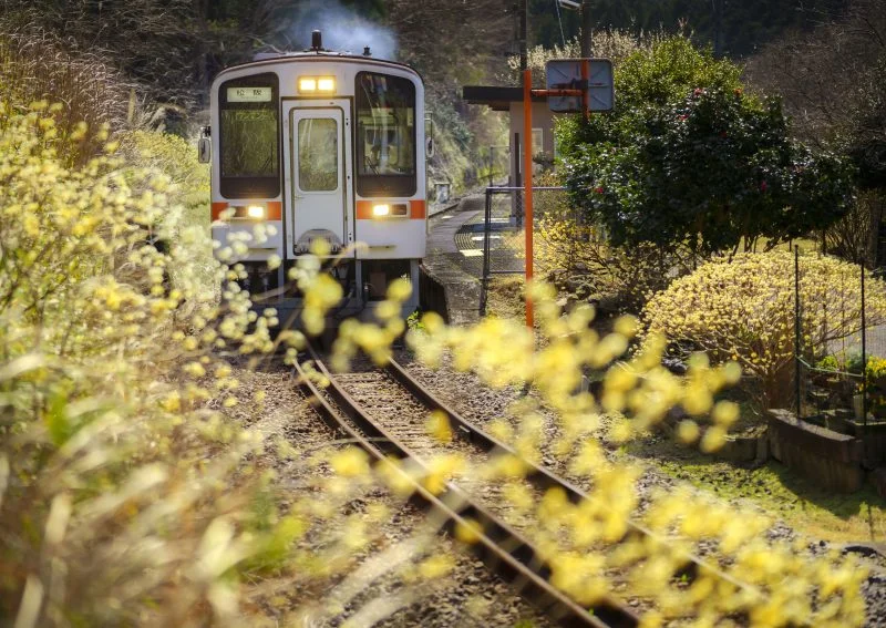 無料壁紙 ミツマタ列車発進！。PCとデスクトップ壁紙に最適な4K高画質の無料壁紙。三重県鉄道の名松線で撮影したフリー写真素材