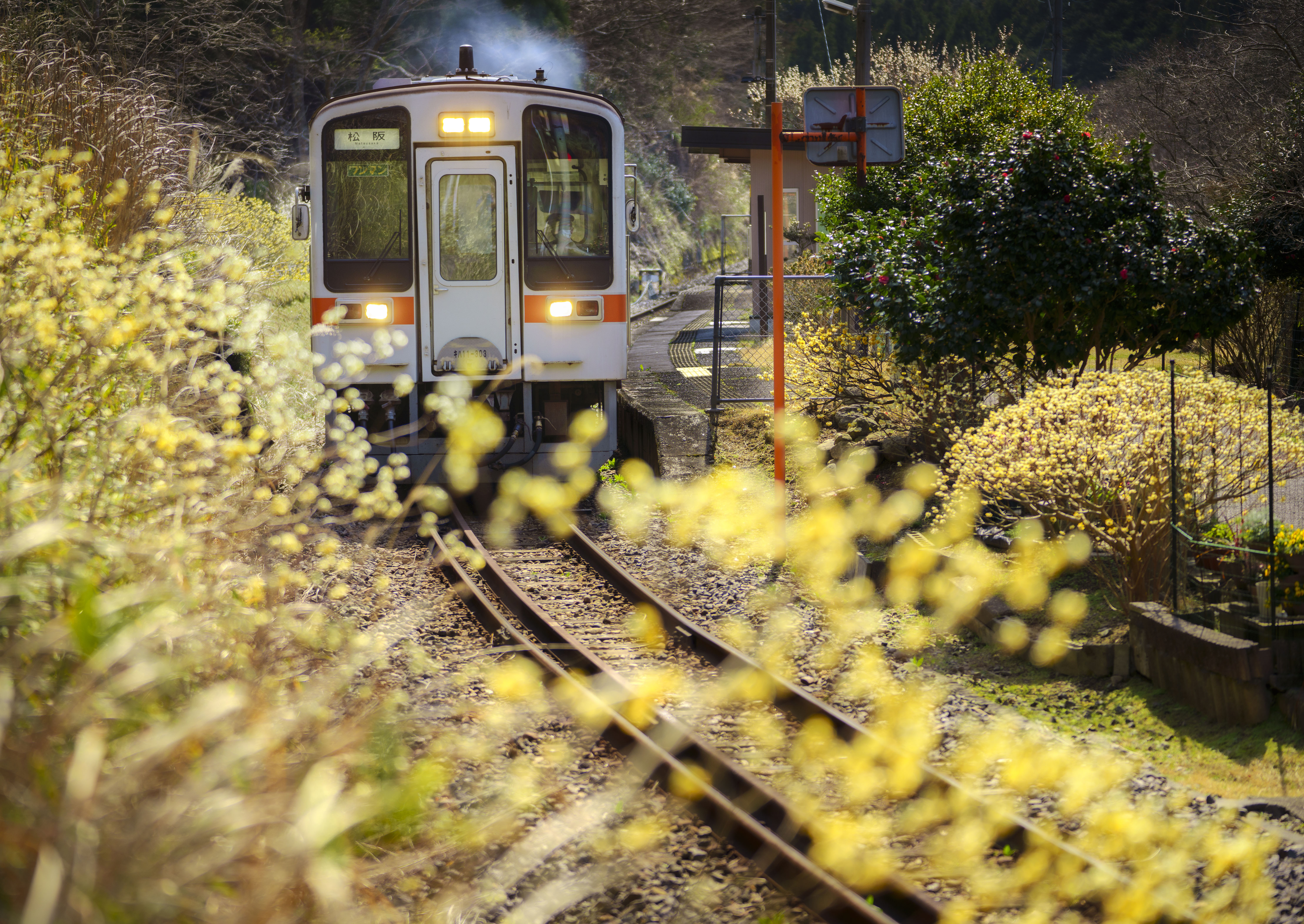 無料壁紙 ミツマタ列車発進!。PCとデスクトップ壁紙に最適な4K高画質の無料壁紙。三重県鉄道の名松線で撮影したフリー写真素材