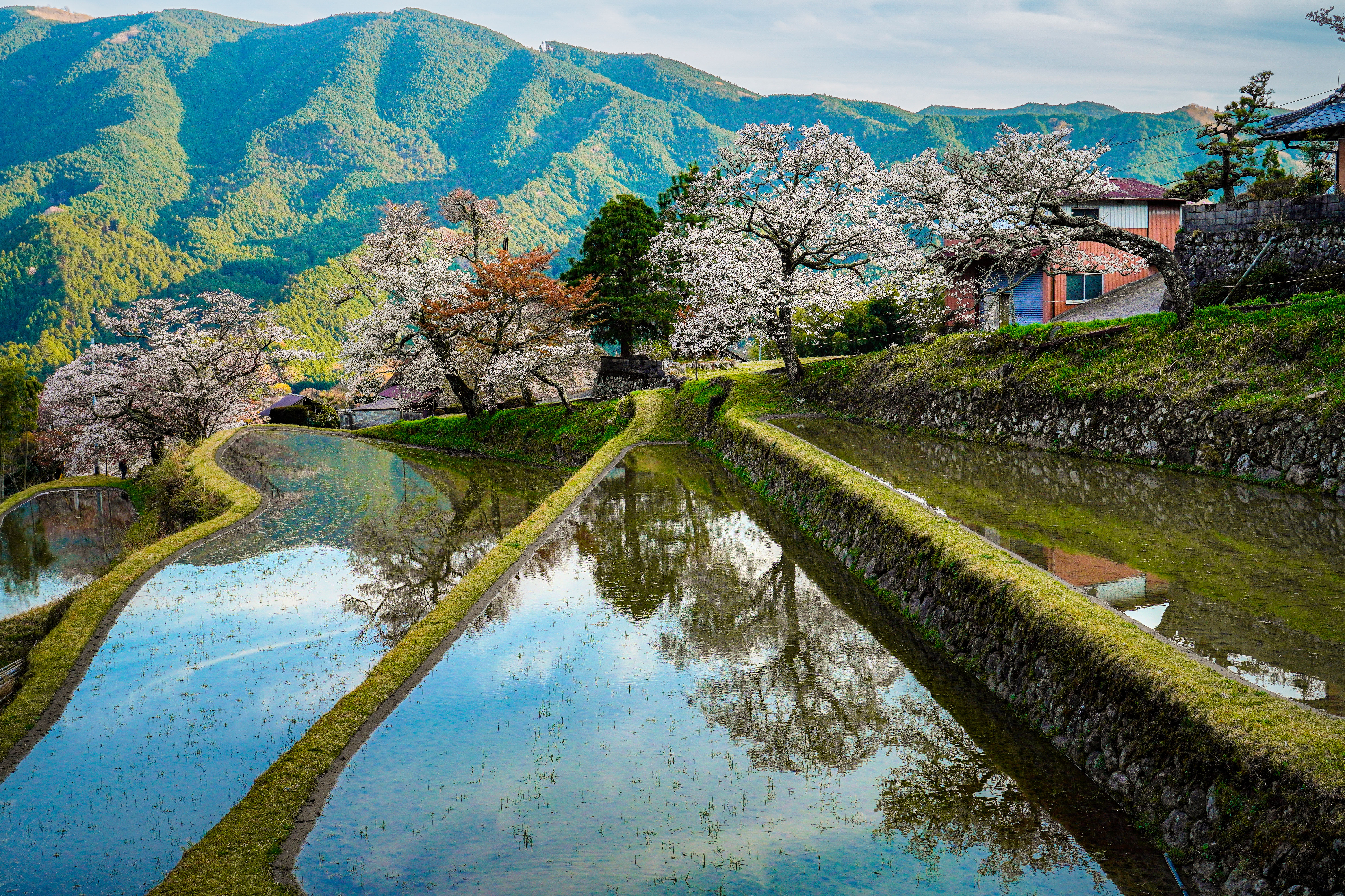 無料壁紙 棚田に映る山桜。PCとデスクトップ壁紙に最適な4K高画質の無料壁紙。三重県津市の三多気の桜で撮影したフリー写真素材